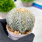Custom Order- We’ll send you the exact live plant pictured (T5) (g7) | Nevada Plant Seller | 3" Pot