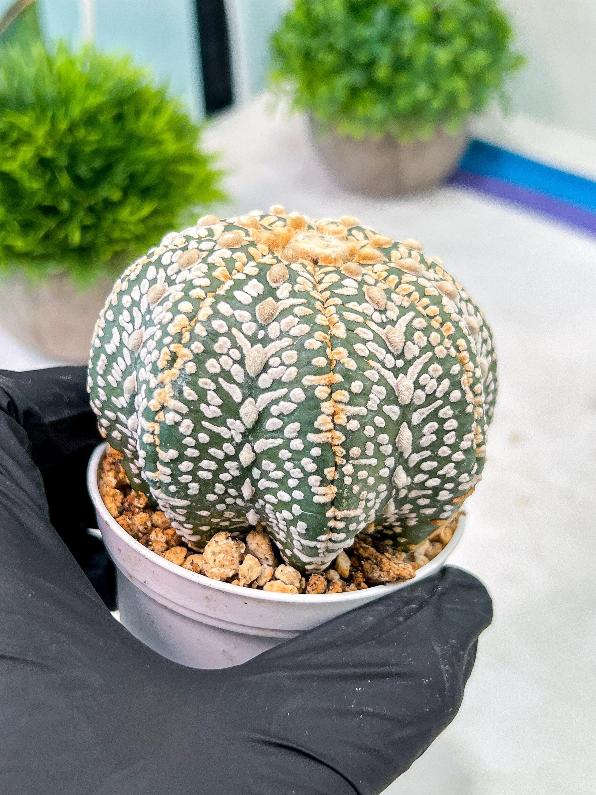 Custom Order- We’ll send you the exact live plant pictured (T5) (g7) | Nevada Plant Seller | 3" Pot