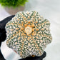 Custom Order- We’ll send you the exact live plant pictured (T5) (g7) | Nevada Plant Seller | 3" Pot