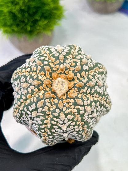 Custom Order- We’ll send you the exact live plant pictured (T5) (g7) | Nevada Plant Seller | 3" Pot