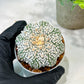 Custom Order- We’ll send you the exact live plant pictured (T5) (r1) | Imported From Japan | 3" Pot