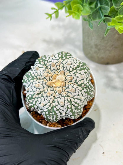 Custom Order- We’ll send you the exact live plant pictured (T5) (r1) | Imported From Japan | 3" Pot