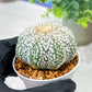 Custom Order- We’ll send you the exact live plant pictured (T5) (r1) | Imported From Japan | 3" Pot