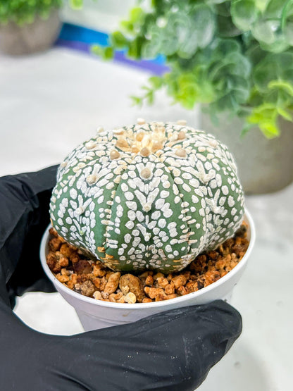 Custom Order- We’ll send you the exact live plant pictured (T5) (r1) | Imported From Japan | 3" Pot