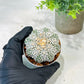 Custom Order- We’ll send you the exact live plant pictured (T5) (r1) | Imported From Japan | 3" Pot