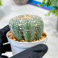 Custom Order- We’ll send you the exact live plant pictured (T5) (r2) | Las Vegas Plant Shop | 3" Pot
