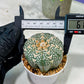 Custom Order- We’ll send you the exact live plant pictured (T5) (r2) | Las Vegas Plant Shop | 3" Pot