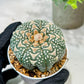 Custom Order- We’ll send you the exact live plant pictured (T5) (r2) | Las Vegas Plant Shop | 3" Pot