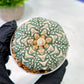 Custom Order- We’ll send you the exact live plant pictured (T5) (r2) | Las Vegas Plant Shop | 3" Pot