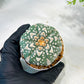 Custom Order- We’ll send you the exact live plant pictured (T5) (r3) | SHIP from USA | 3" Pot