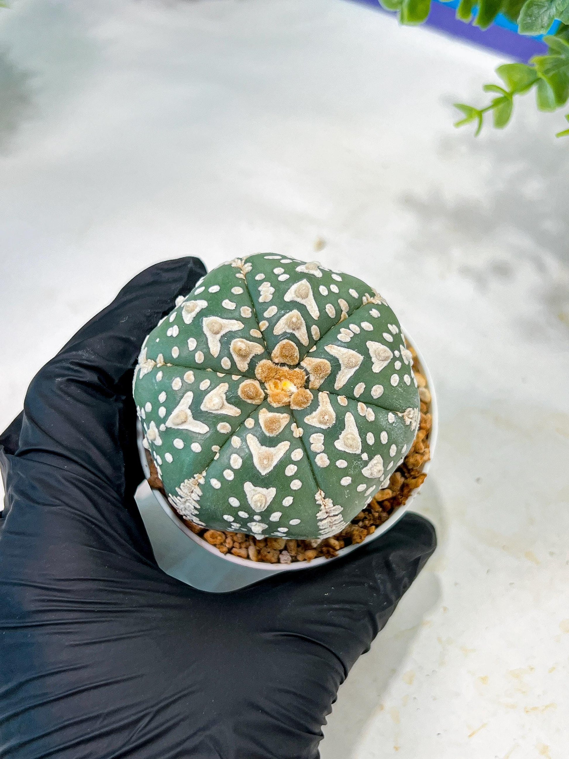 Custom Order- We’ll send you the exact live plant pictured (T5) (r3) | SHIP from USA | 3" Pot