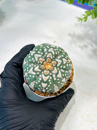 Custom Order- We’ll send you the exact live plant pictured (T5) (r3) | SHIP from USA | 3" Pot