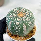 Custom Order- We’ll send you the exact live plant pictured (T5) (r3) | SHIP from USA | 3" Pot