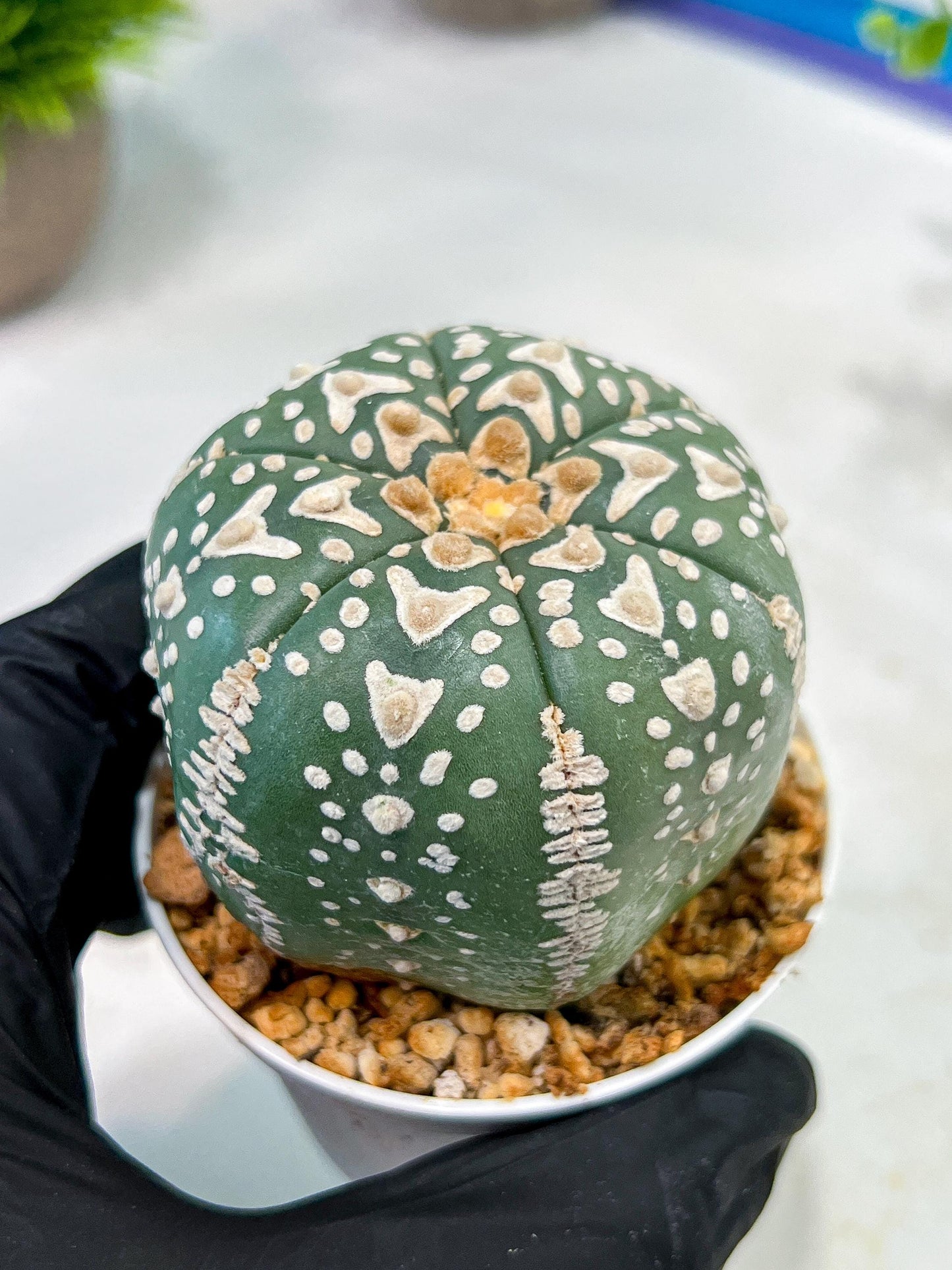 Custom Order- We’ll send you the exact live plant pictured (T5) (r3) | SHIP from USA | 3" Pot