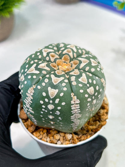 Custom Order- We’ll send you the exact live plant pictured (T5) (r3) | SHIP from USA | 3" Pot