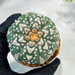 Custom Order- We’ll send you the exact live plant pictured (T5) (r3) | SHIP from USA | 3" Pot