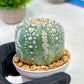 Custom Order- We’ll send you the exact live plant pictured (T5) (r3) | SHIP from USA | 3" Pot