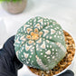 Custom Order- We’ll send you the exact live plant pictured (T5) (r3) | SHIP from USA | 3" Pot