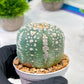Custom Order- We’ll send you the exact live plant pictured (T5) (r3) | SHIP from USA | 3" Pot