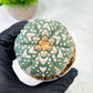 Custom Order- We’ll send you the exact live plant pictured (T5) (r3) | SHIP from USA | 3" Pot