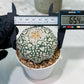 Custom Order- We’ll send you the exact live plant pictured (T5) (r4) | Las Vegas PLANT SELLER| 3" Pot