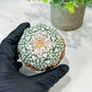 Custom Order- We’ll send you the exact live plant pictured (T5) (r4) | Las Vegas PLANT SELLER| 3" Pot