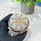 Custom Order- We’ll send you the exact live plant pictured (T5) (r5) | Las Vegas Plant Shp | 3" Pot