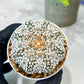 Custom Order- We’ll send you the exact live plant pictured (T5) (r5) | Las Vegas Plant Shp | 3" Pot