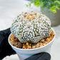 Custom Order- We’ll send you the exact live plant pictured (T5) (r5) | Las Vegas Plant Shp | 3" Pot