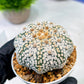 Custom Order- We’ll send you the exact live plant pictured (T5) (r5) | Las Vegas Plant Shp | 3" Pot