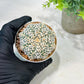 Custom Order- We’ll send you the exact live plant pictured (T5) (r6) | American Plant Seller | 3" Pot