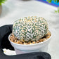 Custom Order- We’ll send you the exact live plant pictured (T5) (r6) | American Plant Seller | 3" Pot