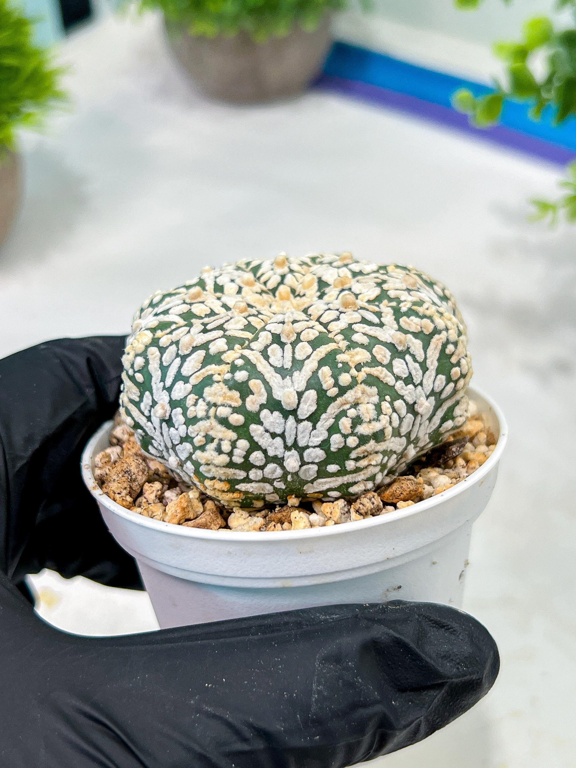 Custom Order- We’ll send you the exact live plant pictured (T5) (r6) | American Plant Seller | 3" Pot