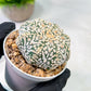 Custom Order- We’ll send you the exact live plant pictured (T5) (r6) | American Plant Seller | 3" Pot