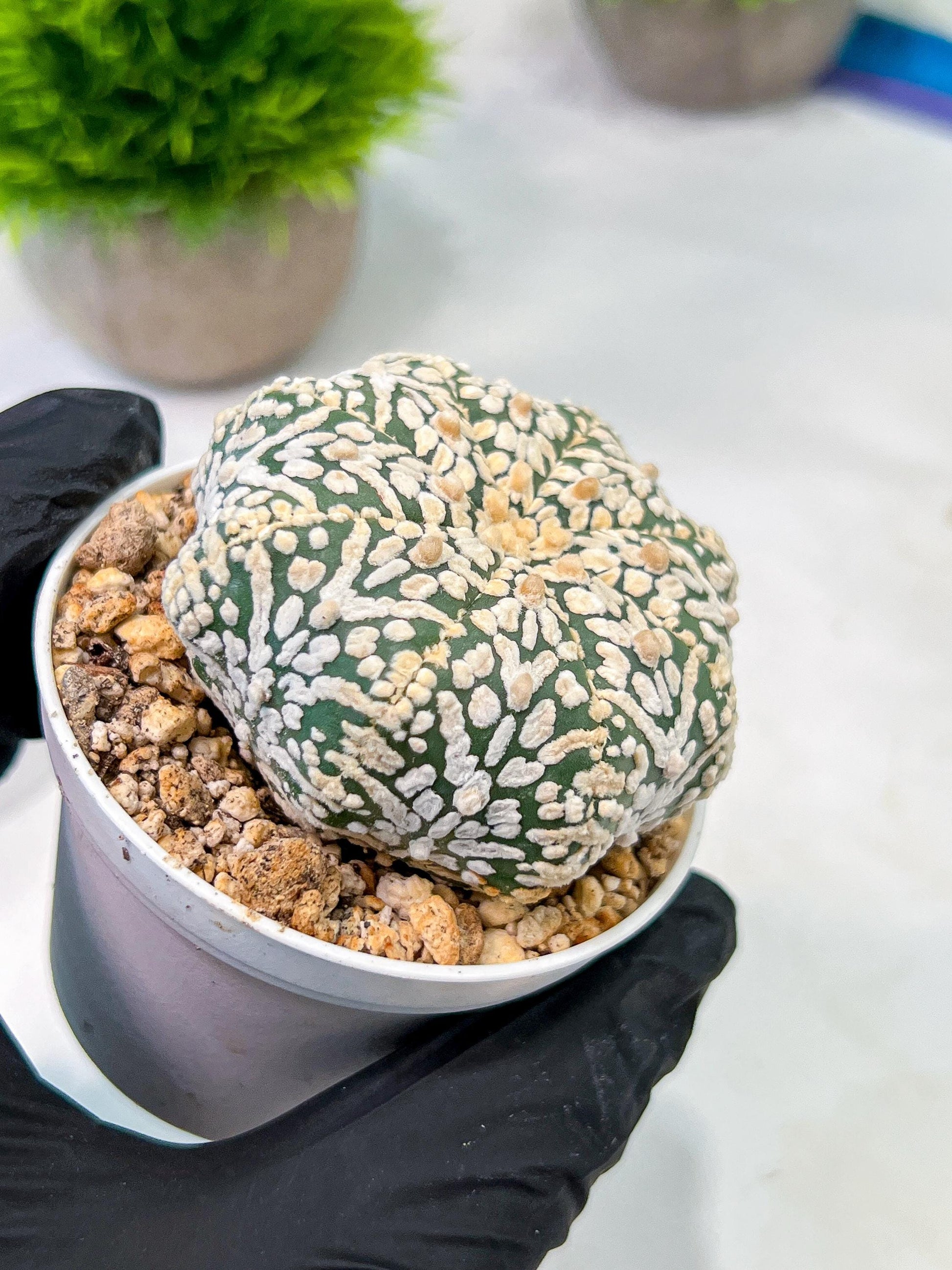 Custom Order- We’ll send you the exact live plant pictured (T5) (r6) | American Plant Seller | 3" Pot