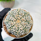Custom Order- We’ll send you the exact live plant pictured (T5) (r6) | American Plant Seller | 3" Pot