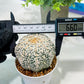 Custom Order- We’ll send you the exact live plant pictured (T5) (r7) | Nevada Plant Seller | 3" Pot