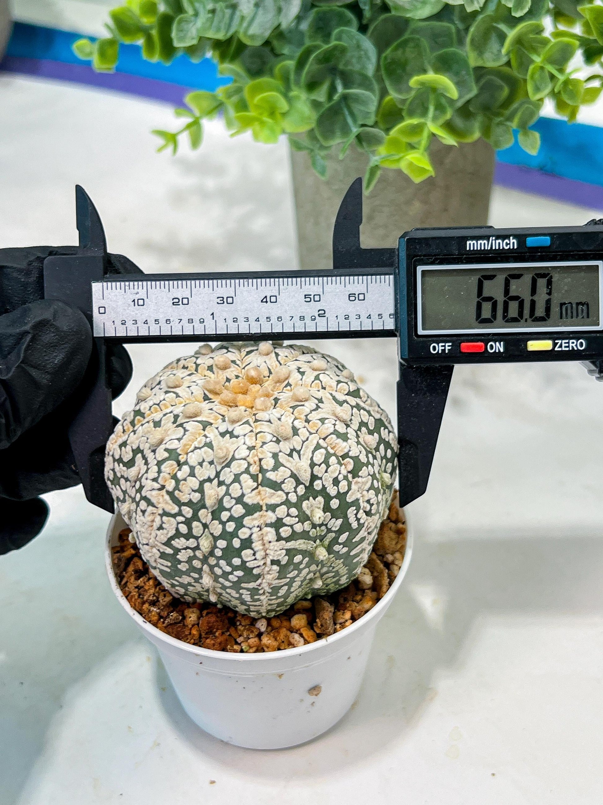 Custom Order- We’ll send you the exact live plant pictured (T5) (r7) | Nevada Plant Seller | 3" Pot