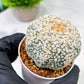 Custom Order- We’ll send you the exact live plant pictured (T5) (r7) | Nevada Plant Seller | 3" Pot