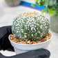 Custom Order- We’ll send you the exact live plant pictured (T5) (o3) | SHIP from USA | 3" Pot