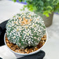 Custom Order- We’ll send you the exact live plant pictured (T5) (o3) | SHIP from USA | 3" Pot