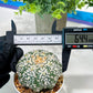 Custom Order- We’ll send you the exact live plant pictured (T5) (o3) | SHIP from USA | 3" Pot