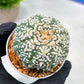 Custom Order- We’ll send you the exact live plant pictured (T5) (o3) | SHIP from USA | 3" Pot