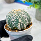 Custom Order- We’ll send you the exact live plant pictured (T5) (o4) | Las Vegas PLANT SELLER| 3" Pot