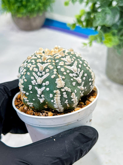 Custom Order- We’ll send you the exact live plant pictured (T5) (o4) | Las Vegas PLANT SELLER| 3" Pot