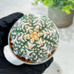 Custom Order- We’ll send you the exact live plant pictured (T5) (o4) | Las Vegas PLANT SELLER| 3" Pot