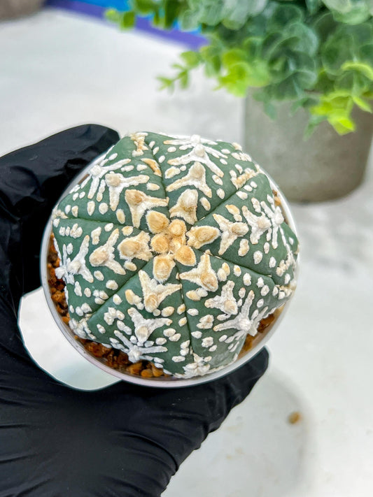 Custom Order- We’ll send you the exact live plant pictured (T5) (o4) | Las Vegas PLANT SELLER| 3" Pot