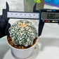Custom Order- We’ll send you the exact live plant pictured (T5) (o4) | Las Vegas PLANT SELLER| 3" Pot