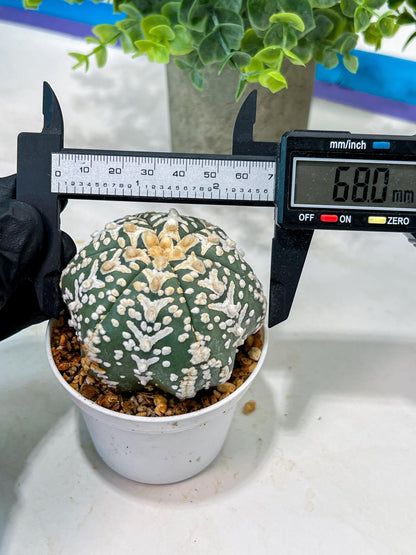 Custom Order- We’ll send you the exact live plant pictured (T5) (o4) | Las Vegas PLANT SELLER| 3" Pot
