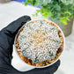 Custom Order- We’ll send you the exact live plant pictured (T5) (o5) | Las Vegas Plant Shp | 3" Pot